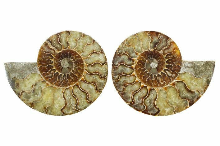 Cut & Polished Crystal-Filled Ammonite Fossil - Madagascar #364921